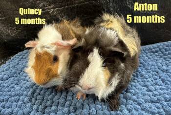 Rescue Abyssinian Guinea Pigs for Adoption in Red Oak, Iowa - Quincy & Anton | PetCurious